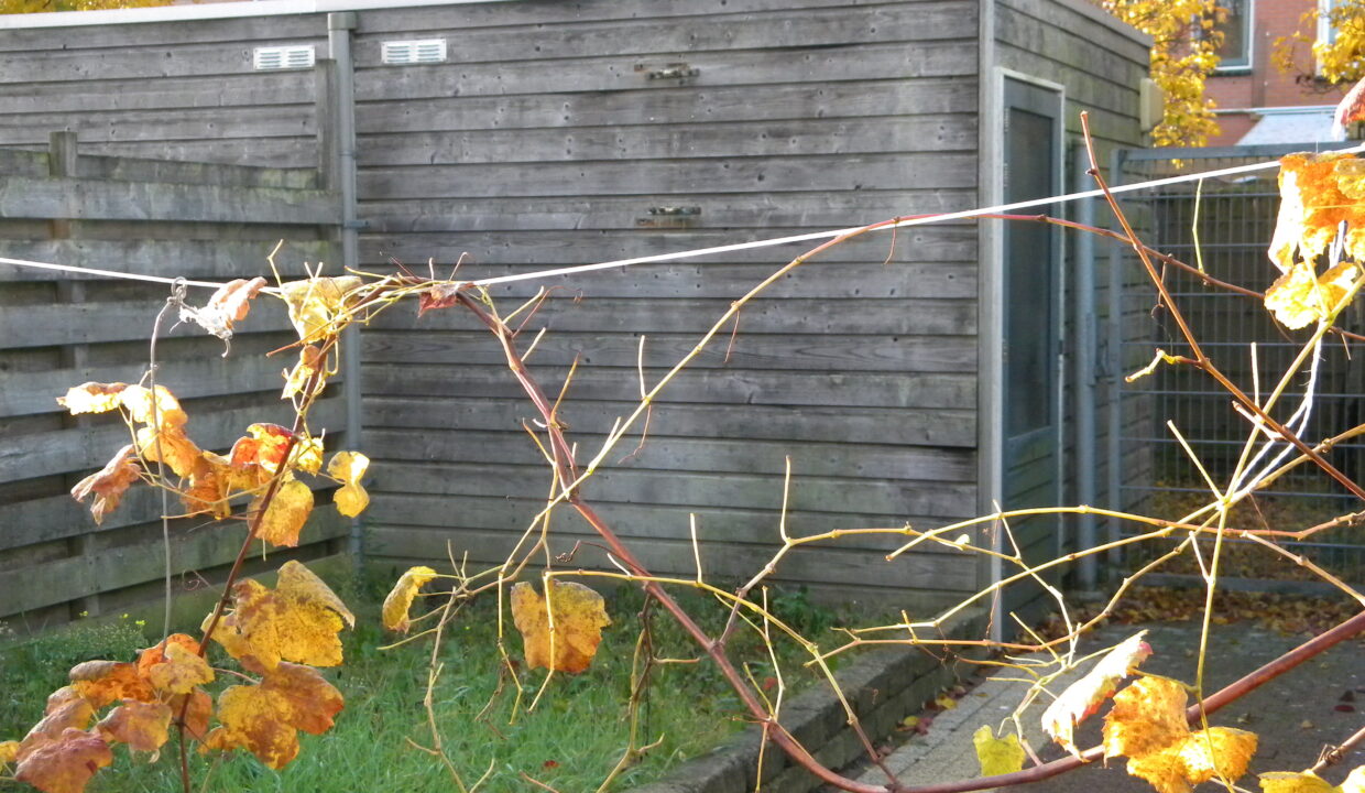 original-1561847949-DSCN2993